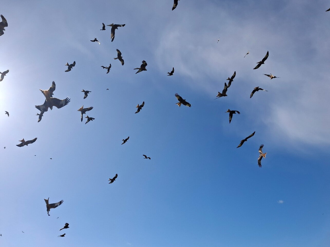 Galloway Red Kite Trail-Laurieston必去景点