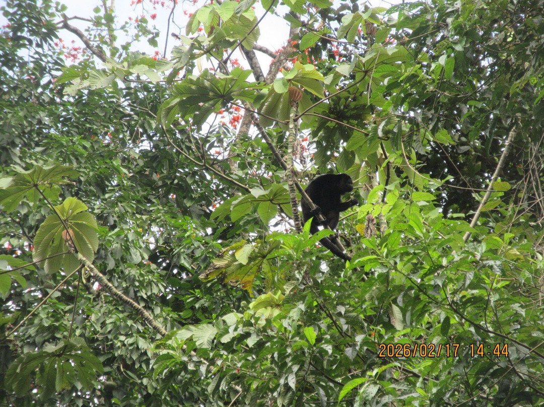 Puerta Limon Monster Bus & Rainforest Expedition