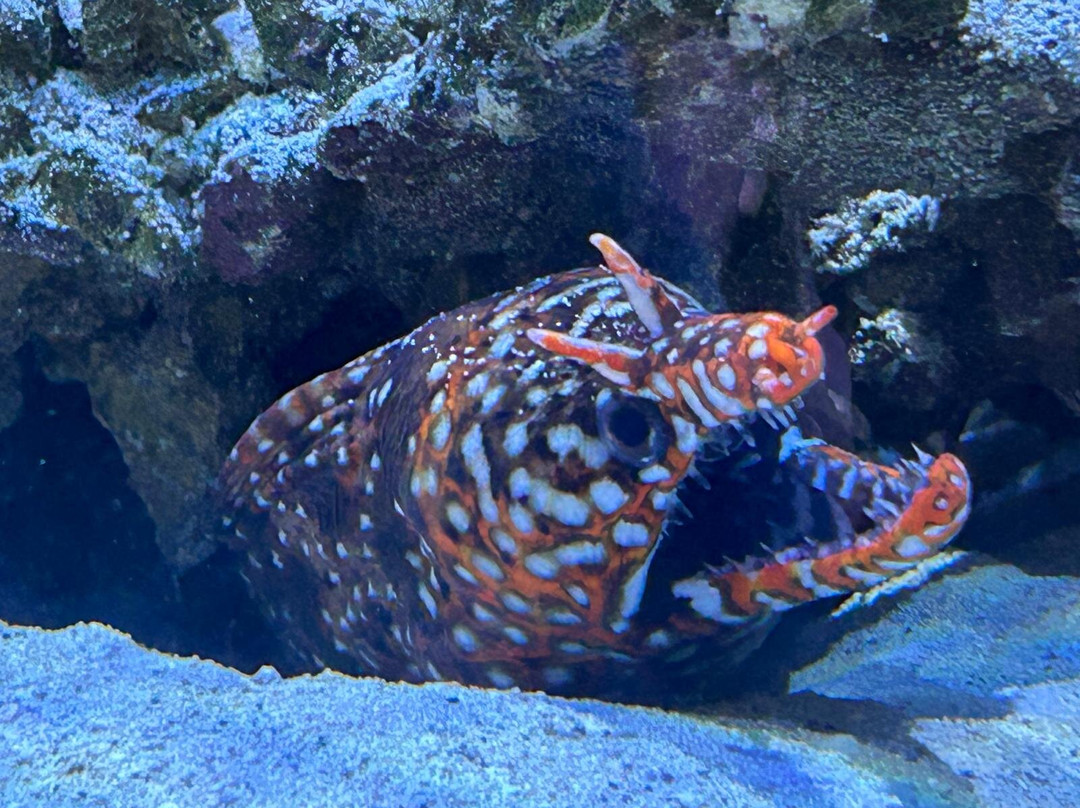 Boca Aquarium-博卡拉顿必去景点