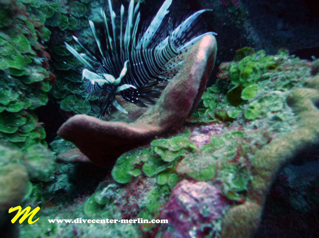 Divecenter Merlin-苏莎亚必去景点