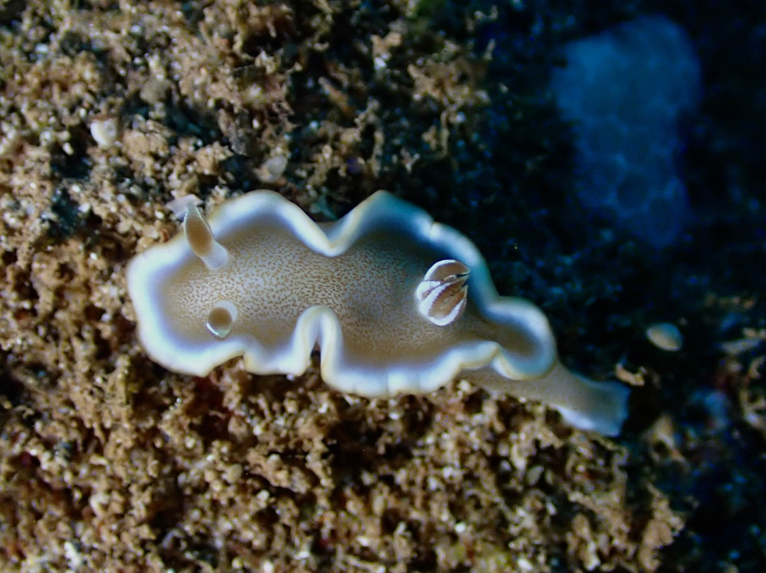 Maui Diamond Sea Sports-玛阿拉也亚必去景点