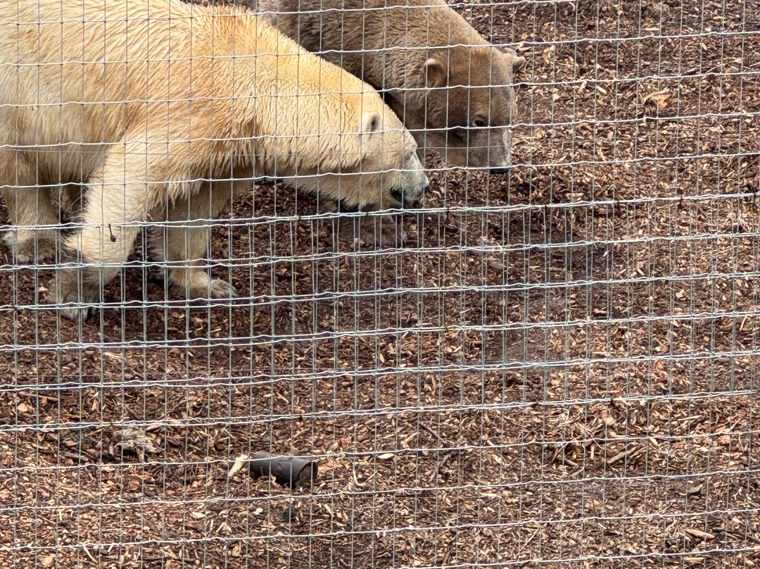 Jimmy's Farm & Wildlife Park-伊普斯威奇必去景点