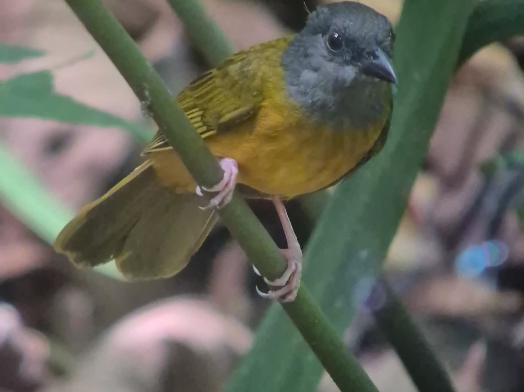 Surcos Tours-希门尼斯港必去景点