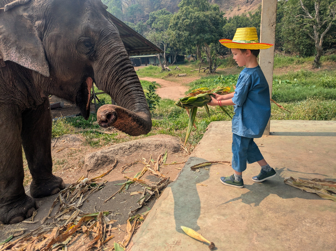 Doi Lom Elephant Rescue Sanctuary