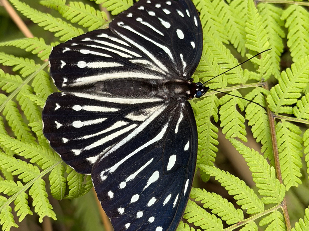 Ba Be Jungle Houses主图