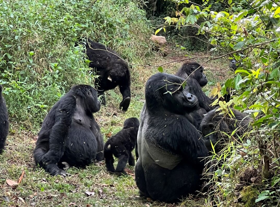 Bwindi Impenetrable Forest-Western Region必去景点
