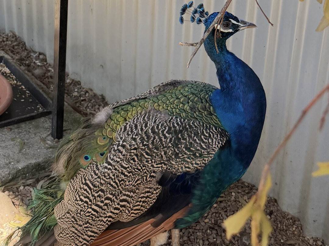 Maleny Botanic Gardens & Bird World-马莱尼必去景点