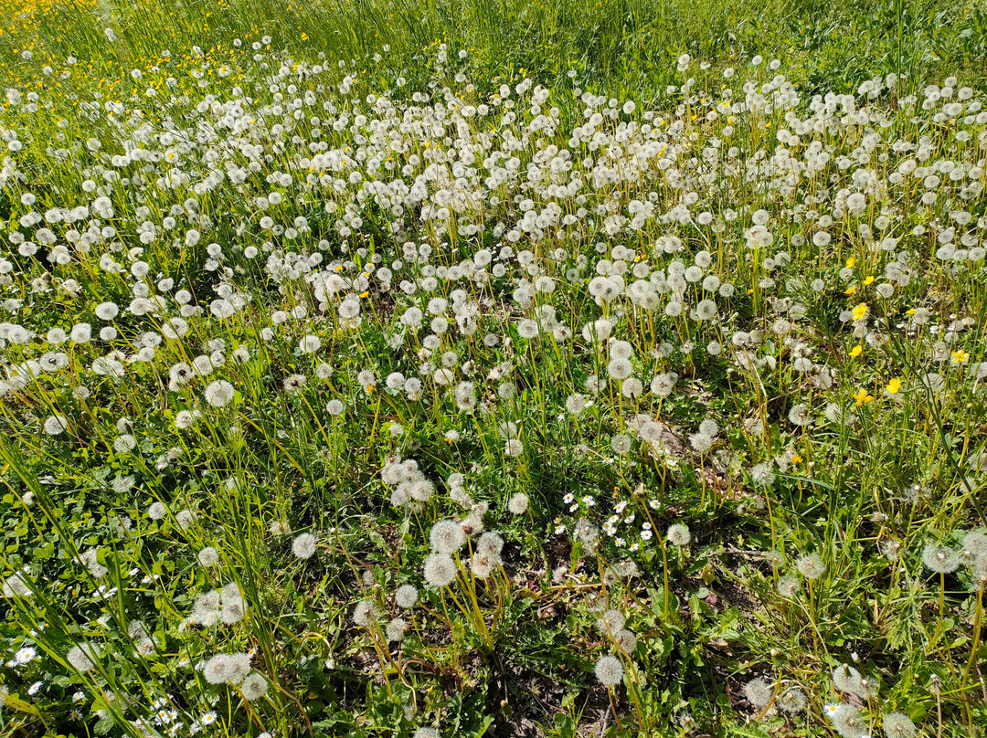 Parco di Villa Chiozza