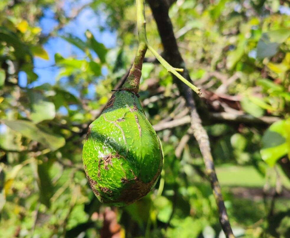 Old Reef Farm  - Fruit Tour-卡维塔必去景点