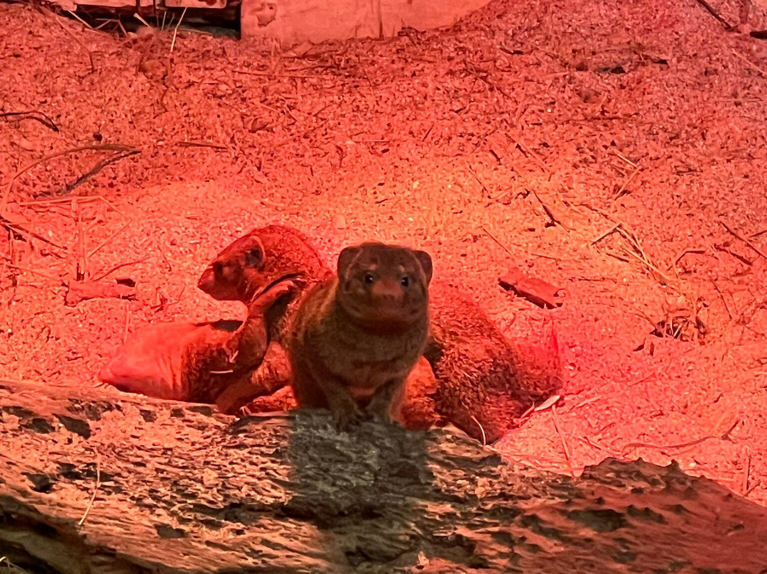 Newquay Zoo-纽奎必去景点