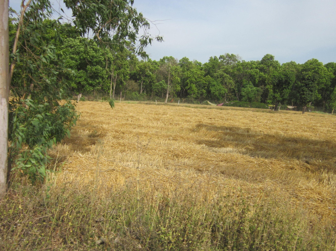 Pilibhit Tiger Reserve-Pilibhit必去景点