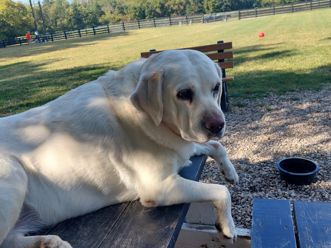 Patrick Brannon Memorial Dog Park-Paris必去景点