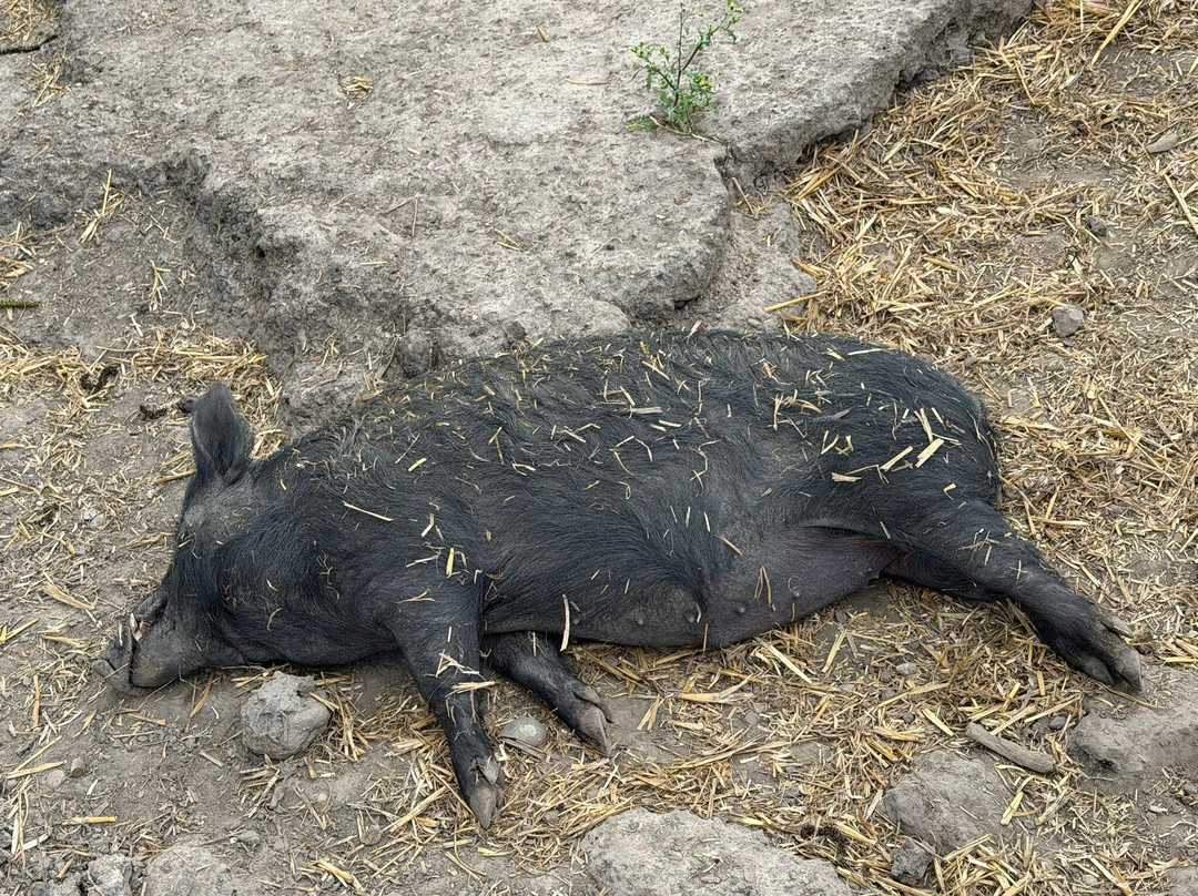 Hopefield Animal Sanctuary & Visitor Centre-布伦特伍德必去景点