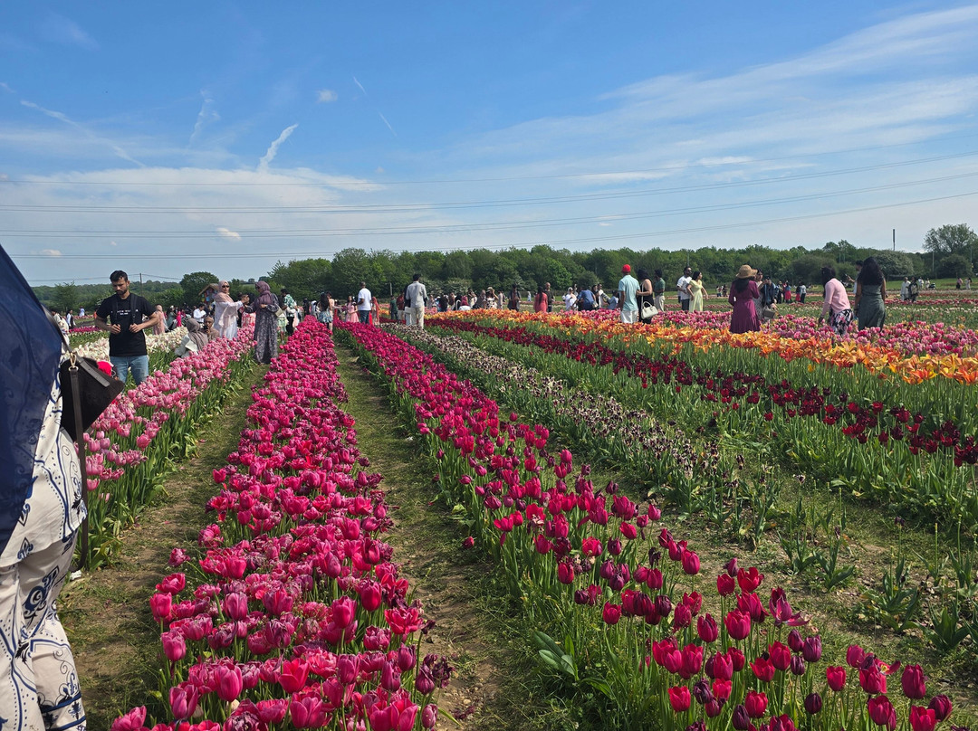 Tulleys Tulip Fields - Hertfordshire-圣奥尔本斯必去景点