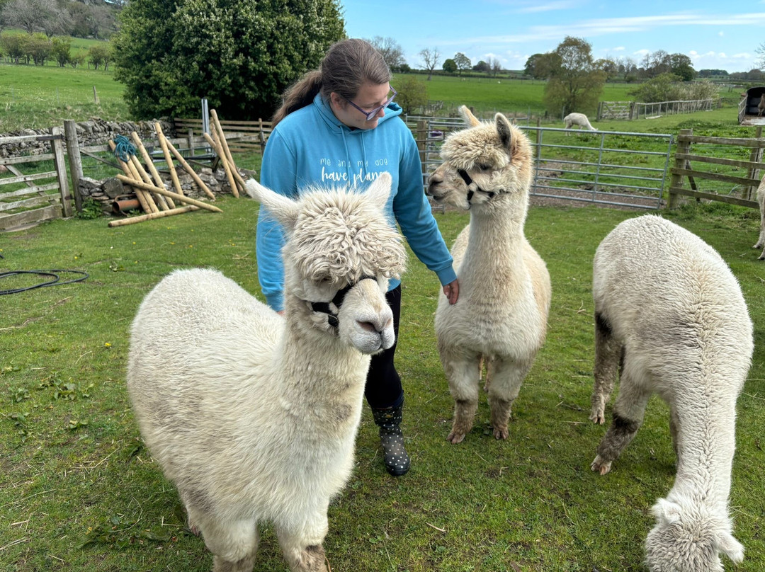 Teesdale Alpacas (Open by Appointment Only)-Barnard Castle必去景点