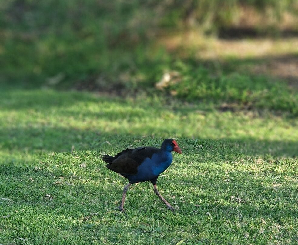 Yanchep National Park-扬切普必去景点