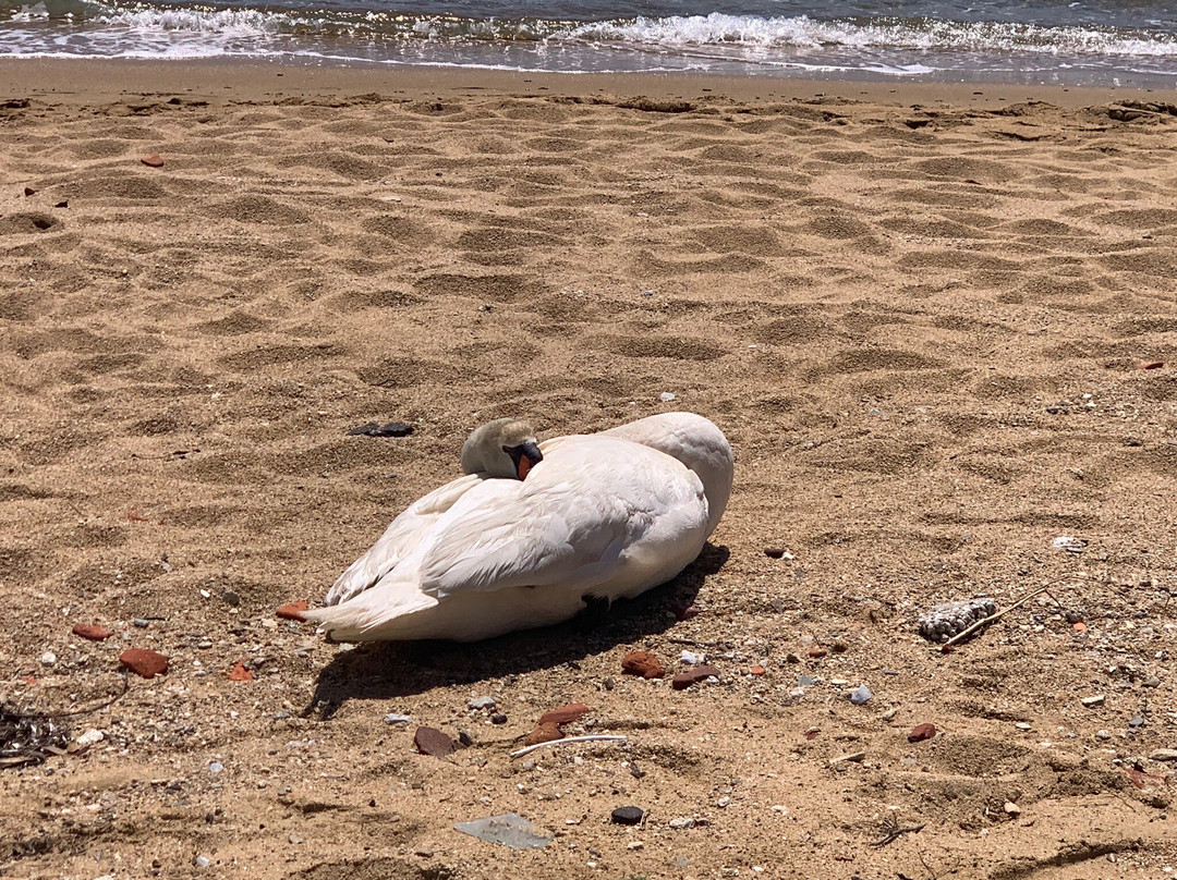 Kolios Beach-Kolios必去景点