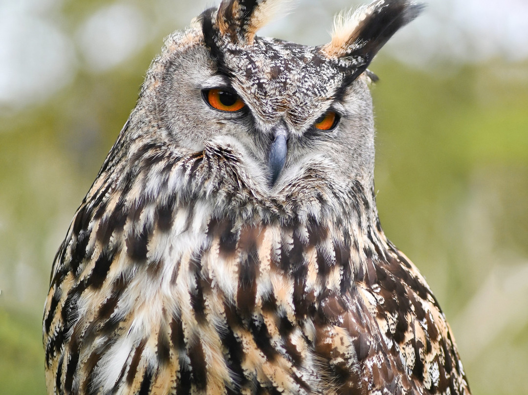 Kintail Birds of Prey Argyll-Dalmally必去景点