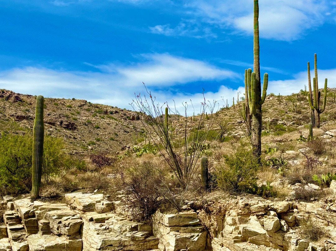 Mt. Lemmon Scenic Byway-图森必去景点