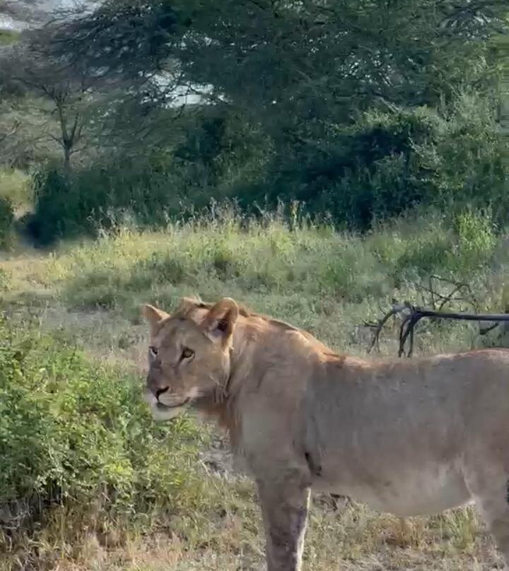 Northern Masailand Safaris-阿鲁沙必去景点