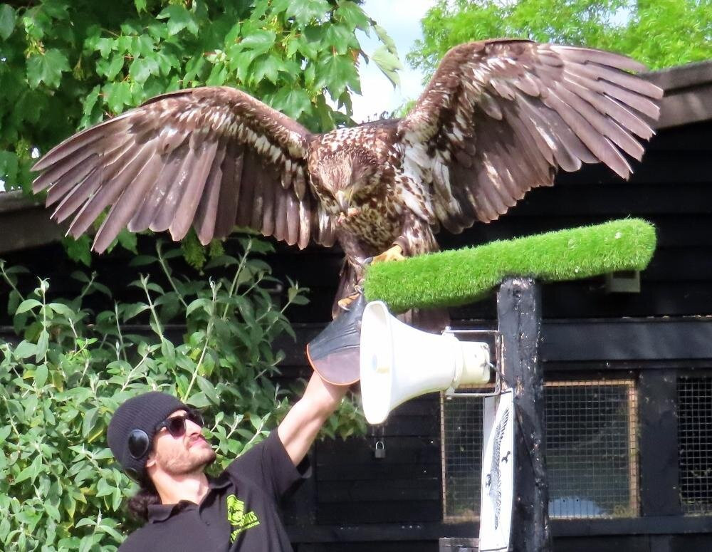 Eagle Heights Wildlife Foundation-Eynsford必去景点
