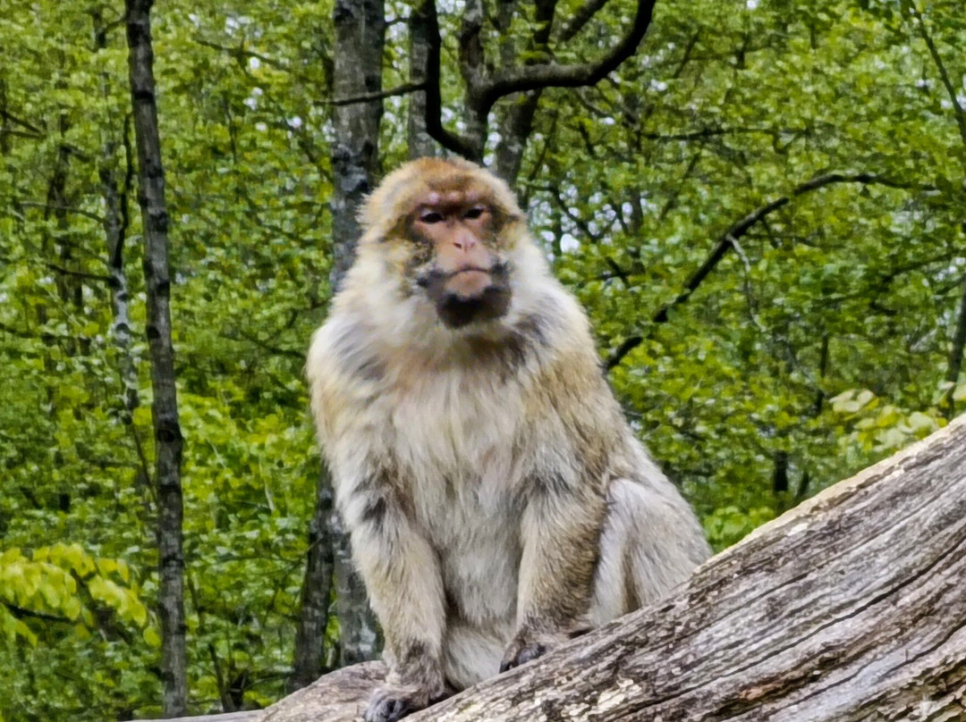 Trentham Monkey Forest-特伦特河畔斯托克必去景点