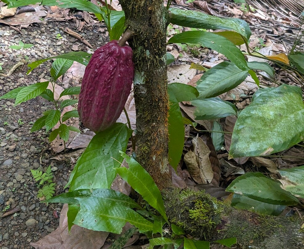 Rancho Raices De Puerto Jimenez-希门尼斯港必去景点