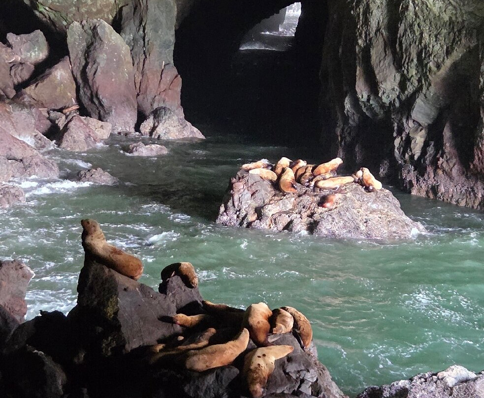 Sea Lion Caves-弗洛伦斯必去景点