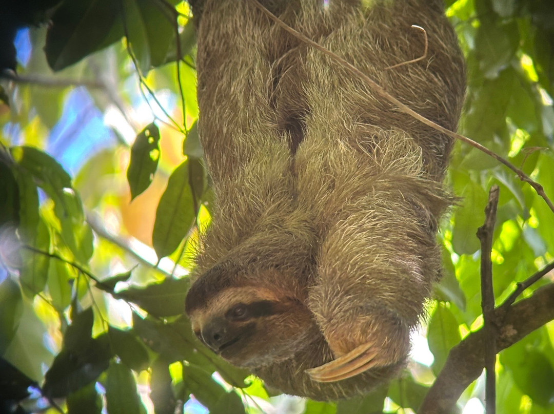 SimbiOsa Wild Costa Rica-哥斯达黎加安东尼奥国家公园必去景点