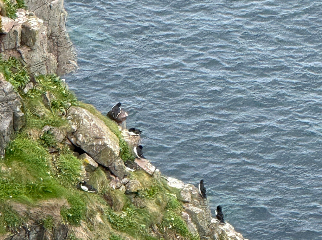 Handa Island Wildlife Reserve-Handa Island必去景点