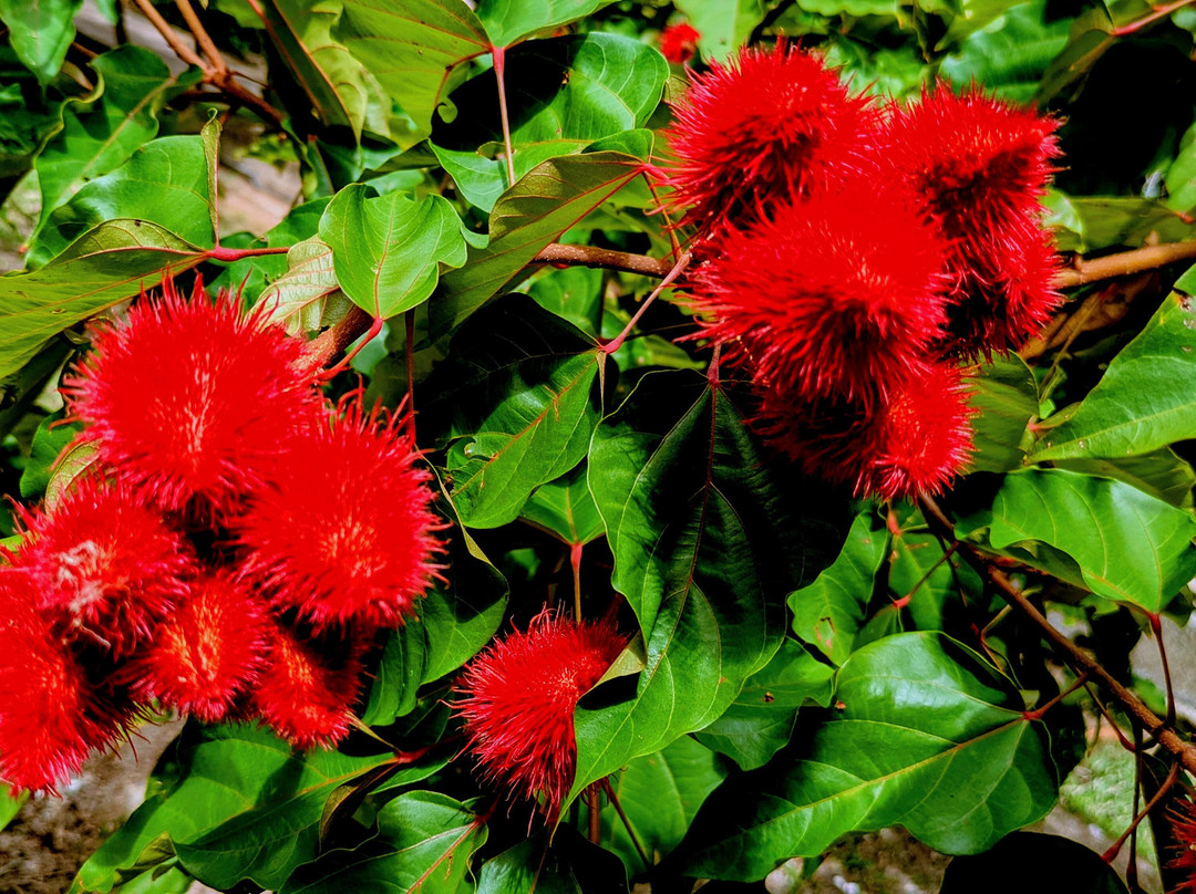 Edelweiss Tours, Seychellen-普拉兰岛必去景点