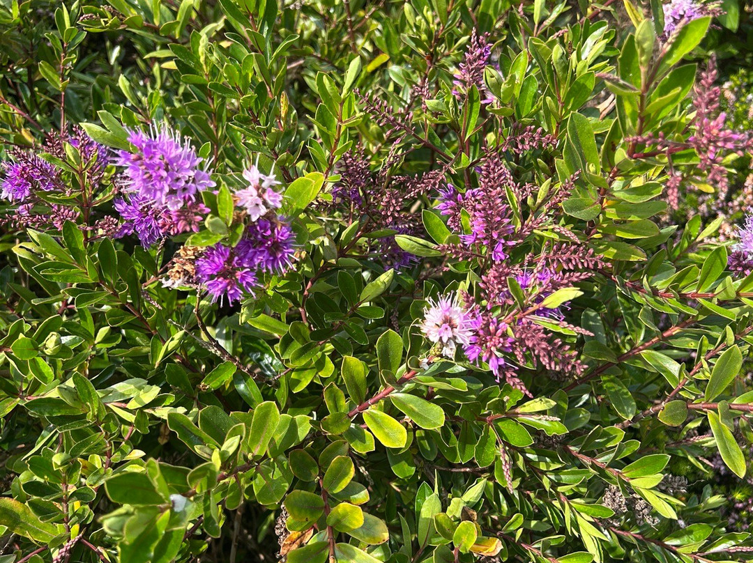 RHS Garden Harlow Carr-哈罗盖特必去景点