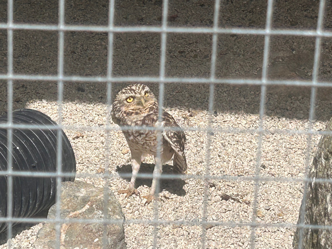 Screech Owl Sanctuary & Animal Park-St Columb Major必去景点