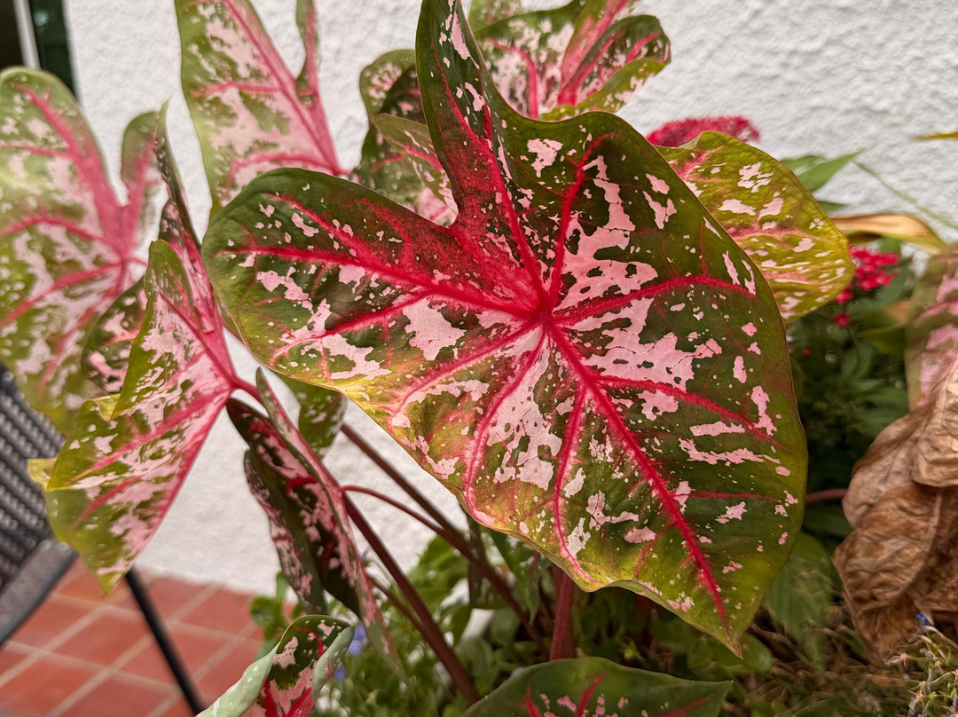 Marie Selby Botanical Gardens-萨拉索塔必去景点