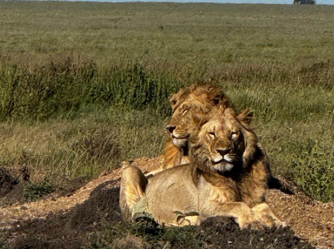 Tazama Africa Tours and Safari-阿鲁沙国家公园必去景点