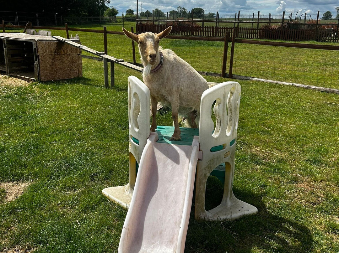 Tiny Steps Petting Farm-Bourne必去景点