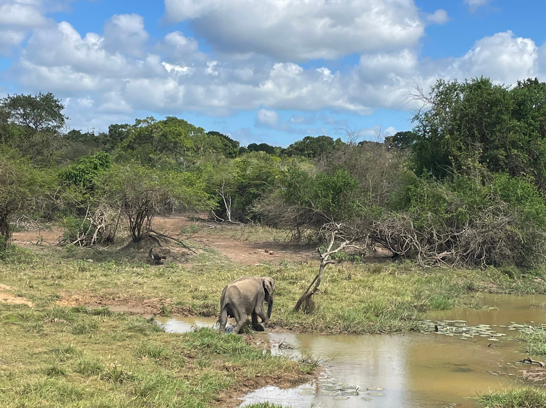 Yala Safari With Tharindu Gihan-蒂瑟默哈拉默必去景点
