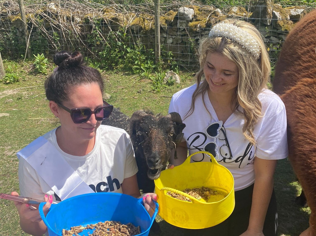 Woolly Experiences Therapy Farm-Mold必去景点