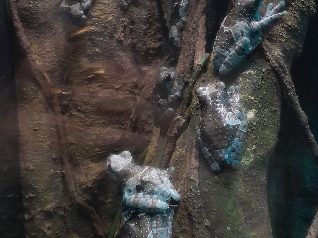 Acuario Michin Guadalajara-瓜达拉哈拉必去景点