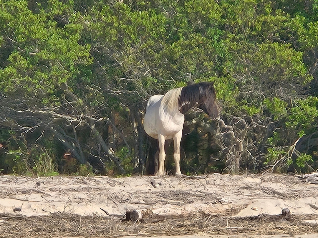Riptide Pony Tours-Chincoteague必去景点