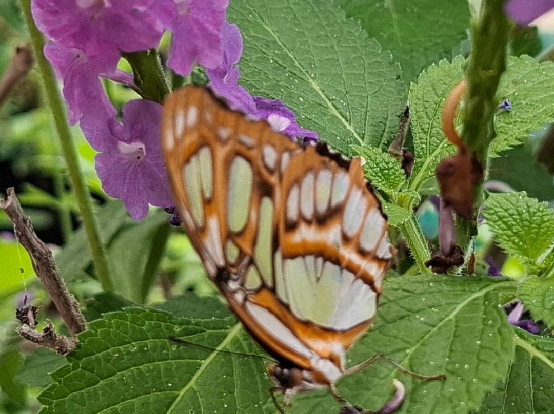 Guys Butterfly House-St Hilary必去景点