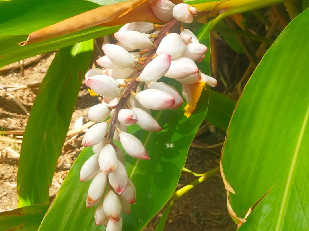 Jardín Botánico Viera y Clavijo-大加那利岛拉斯帕尔马斯必去景点