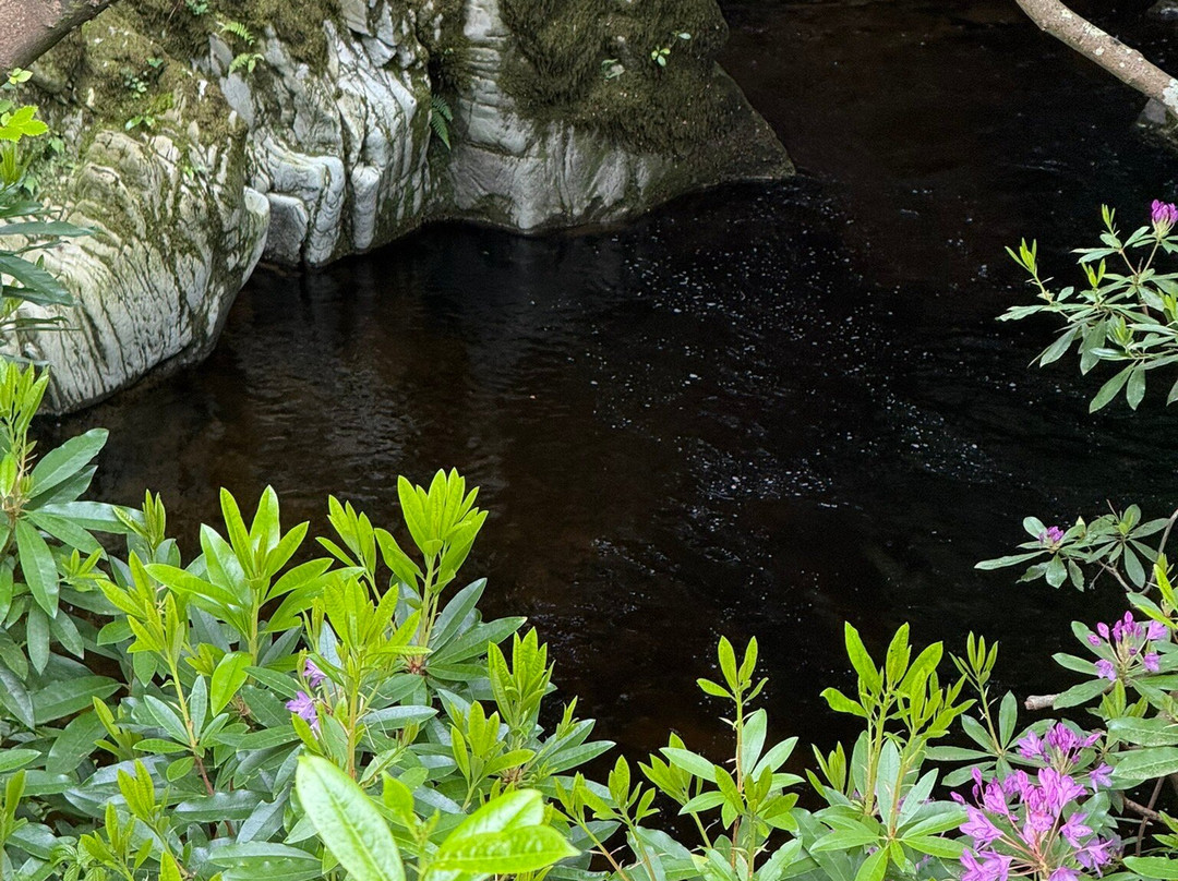Tollymore Forest Park-纽卡斯尔必去景点