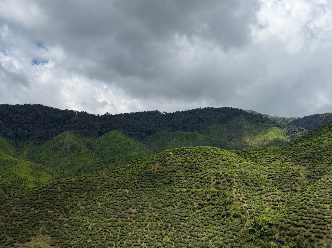 Cameron Valley Tea-丹那拉塔必去景点