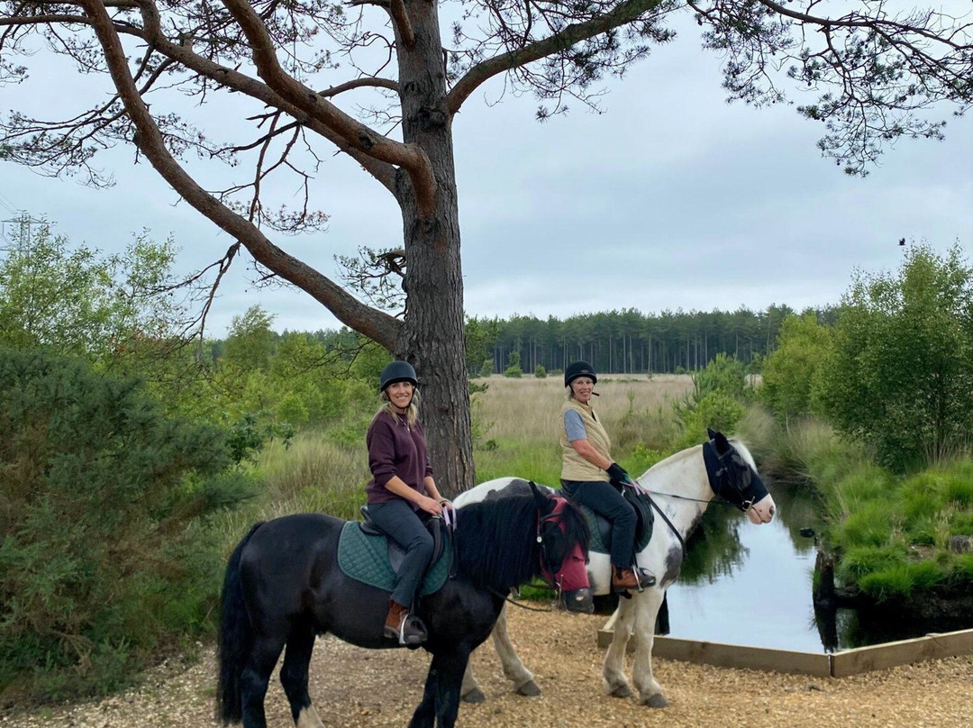 Eastmoors Forest Rides-St Leonards必去景点