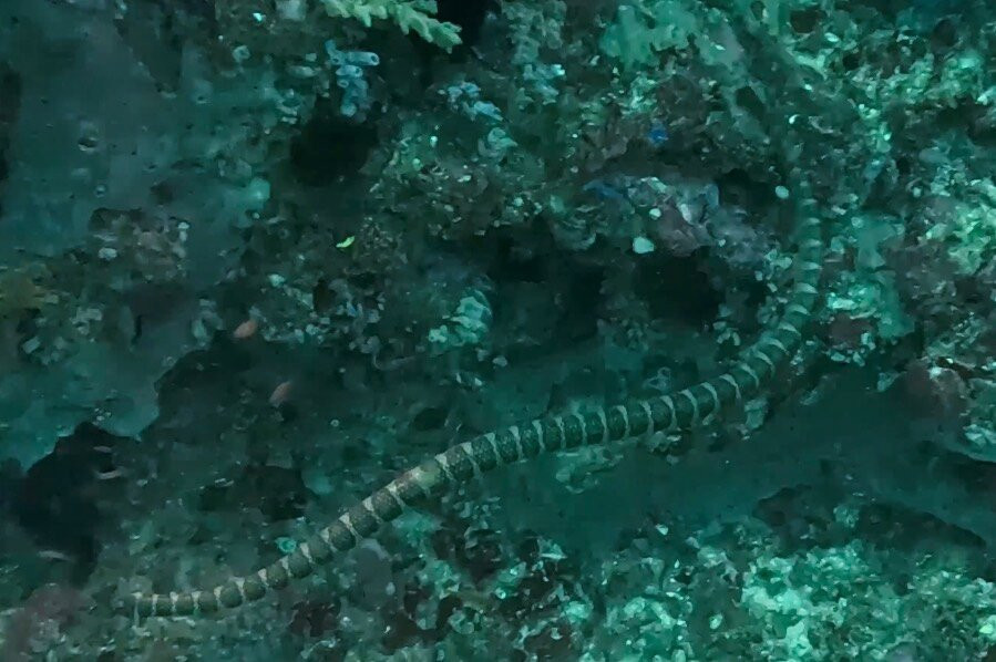 Wild Scuba Indonesia-Gili Asahan必去景点