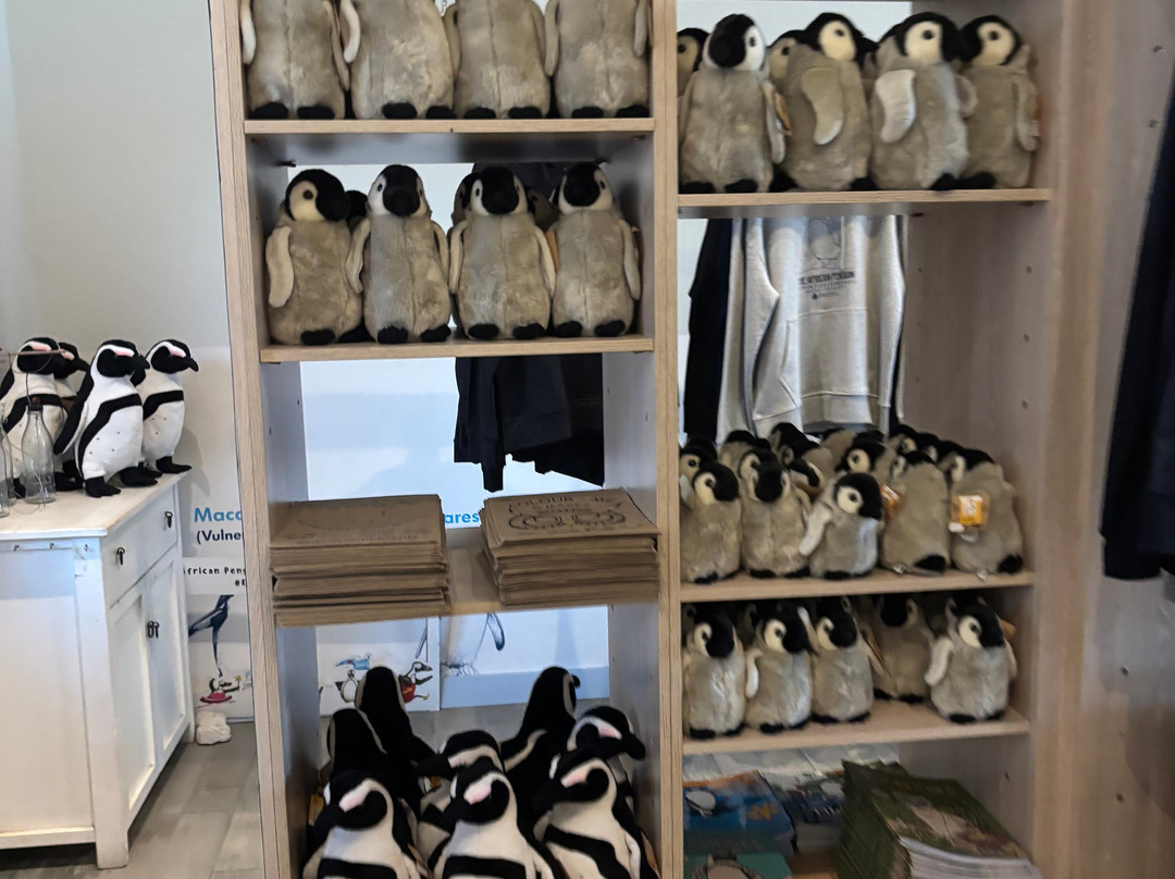 African Penguin & Seabird Sanctuary-干斯拜必去景点