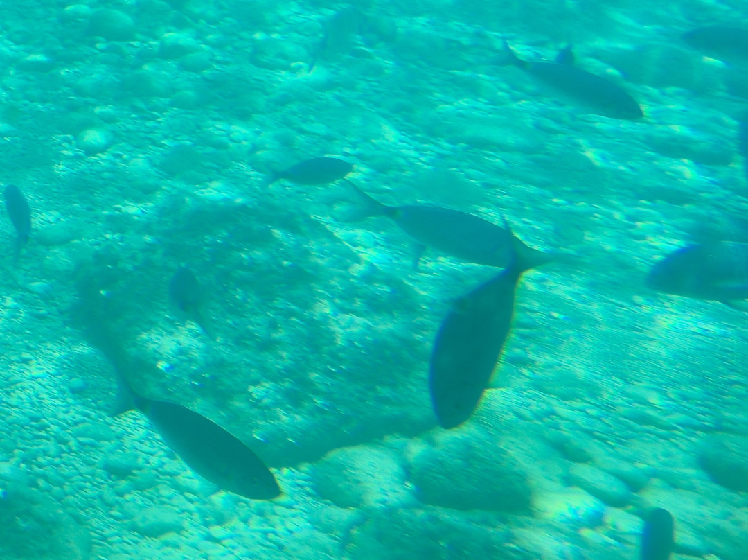 Isla de Benidorm-贝尼多姆必去景点