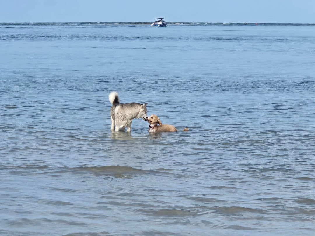 Dog Beach Park-博尼塔斯普林斯必去景点