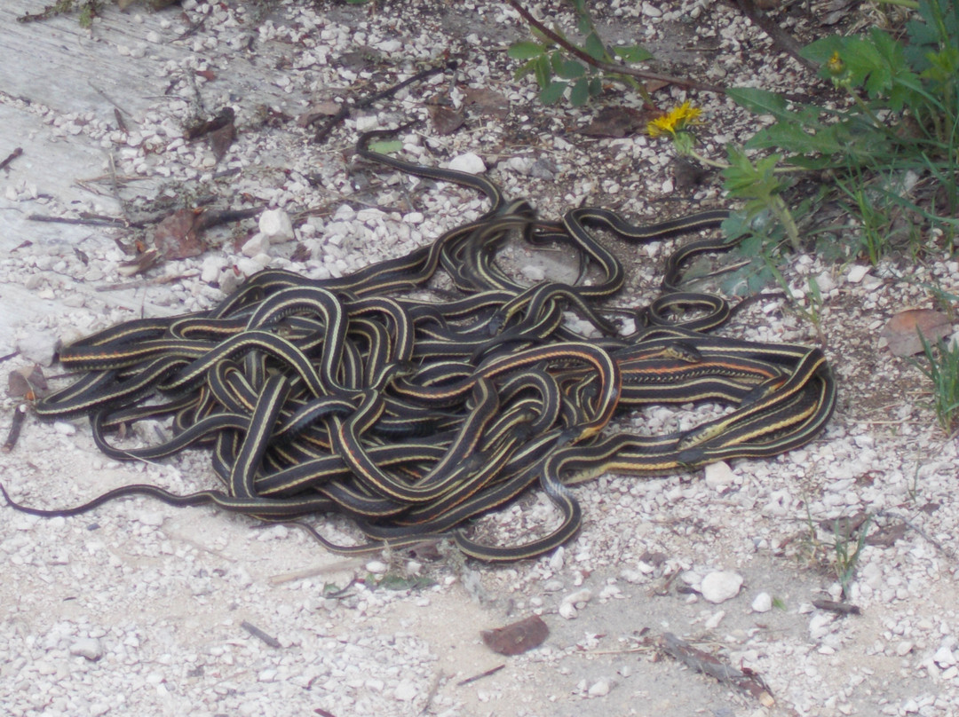 Narcisse Snake Dens-Narcisse必去景点